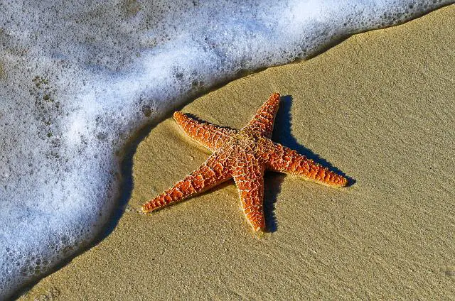 Estrela do Mar na Areia 