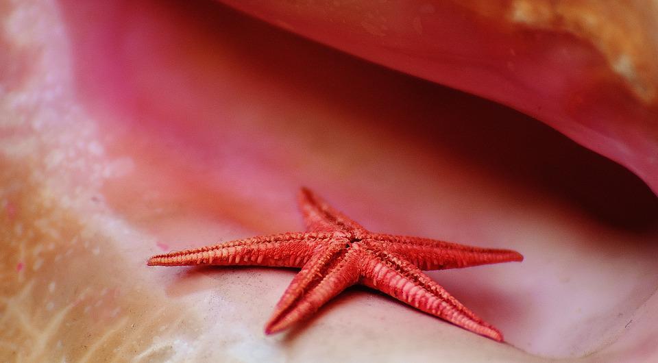 Estrela do Mar 