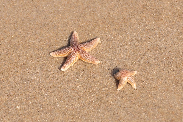 Estrelas do Mar