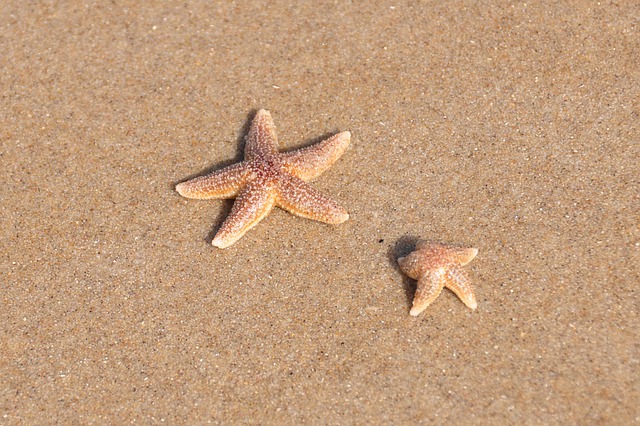 Estrelas do Mar 