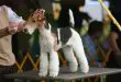 História do Fox Terrier, Personalidade e Origem da Raça