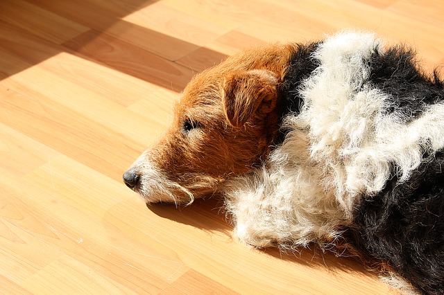 Fox Terrier Dormindo 