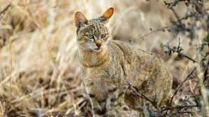 Tudo Sobre o Gato Selvagem : Características, Nome Cientifico e Fotos