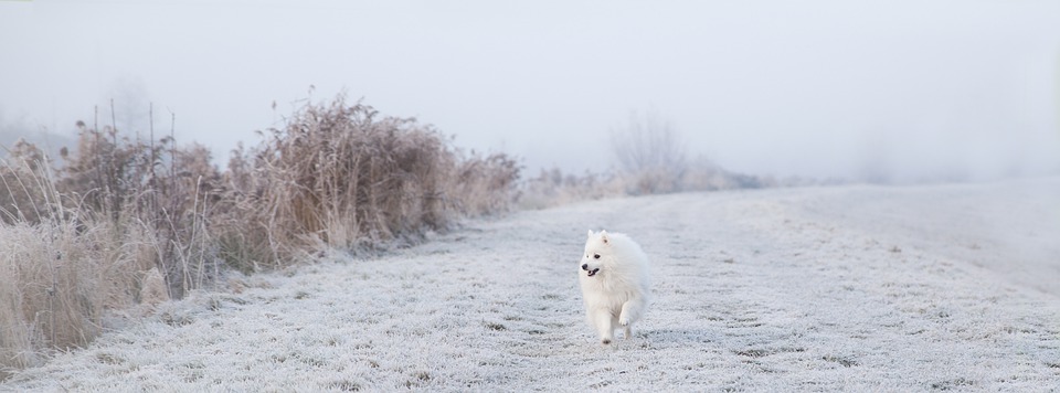 Keeshond