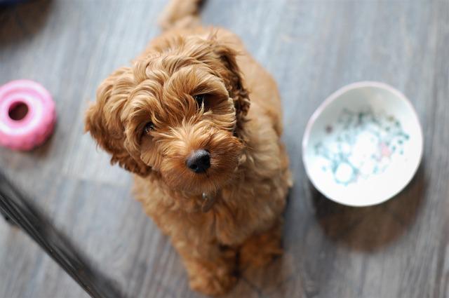Tudo Sobre a Raça Labradoodle: Características e Fotos