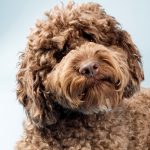 Labradoodle Marrom de Persil