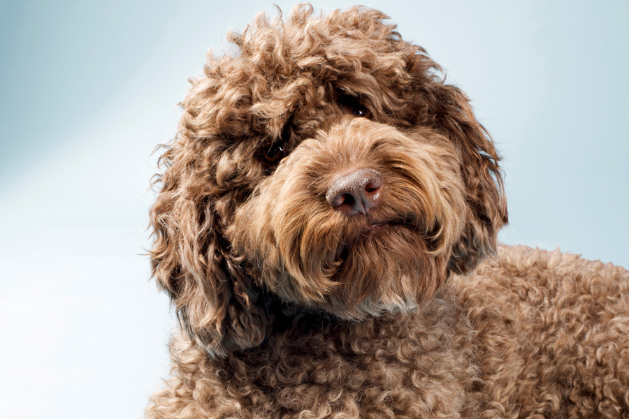 Labradoodle Marrom de Persil