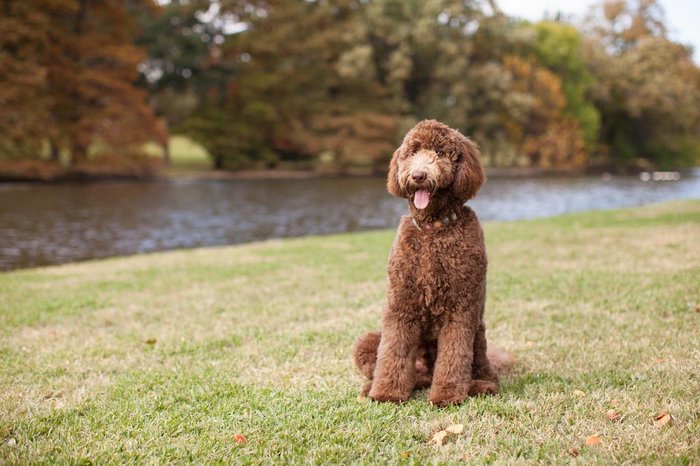 Labradoodle Marrom 