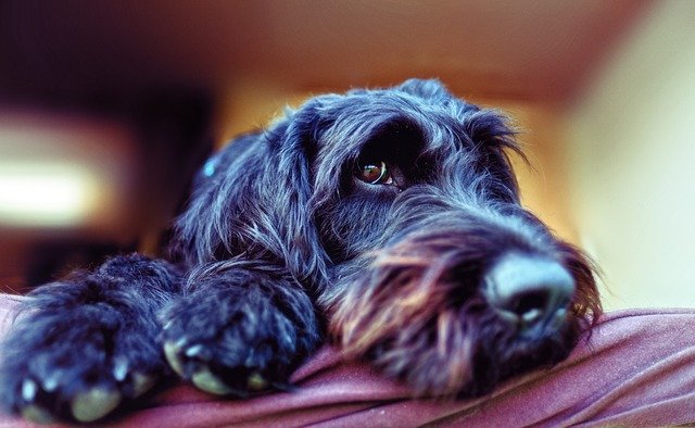 Labradoodle Preto