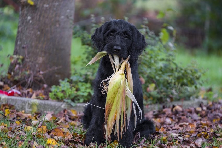 Labradoodle Preto 