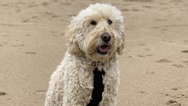 Labradoodle 