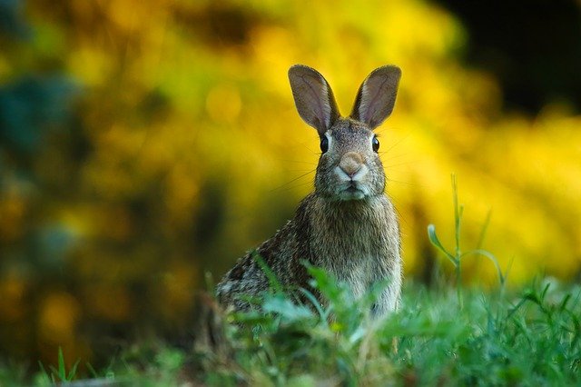 Lebre na Natureza 