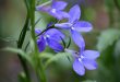 Tudo Sobre a Flor Lobélia-Azul: Características e Nome Cientifico