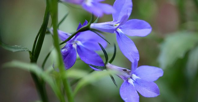 Tudo Sobre a Flor Lobélia-Azul: Características e Nome Cientifico