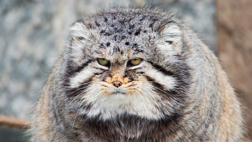 Manul Gato Selvagem 