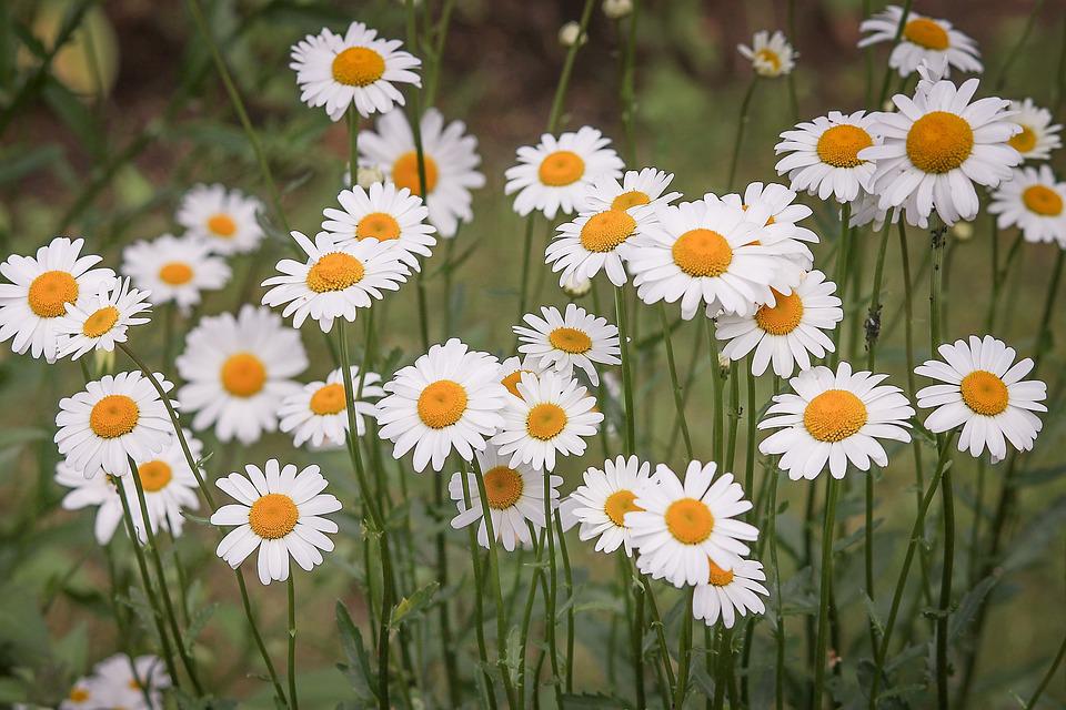 Margaridas