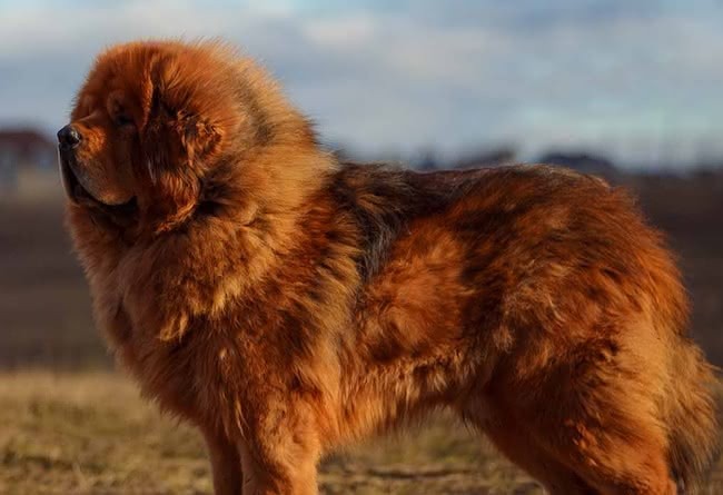 Mastim Tibetano