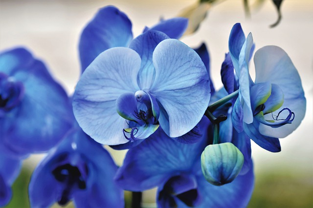 Orquidea