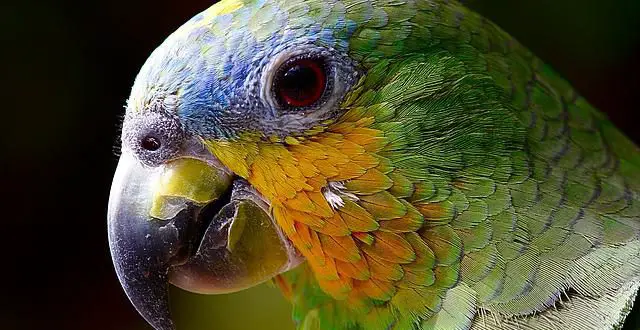 Porque o Papagaio Fala Como a Gente?