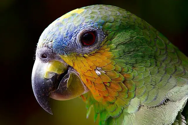 Porque o Papagaio Fala Como a Gente? | Mundo Ecologia