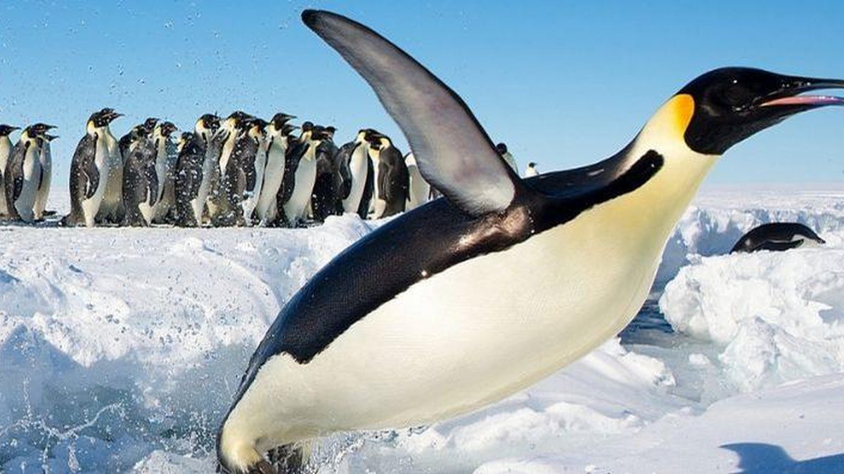Porque é Que os Pinguins Não Voam?