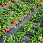 Plantação de Morango