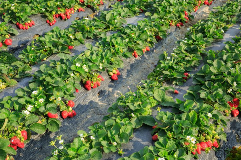 Plantação de Morango
