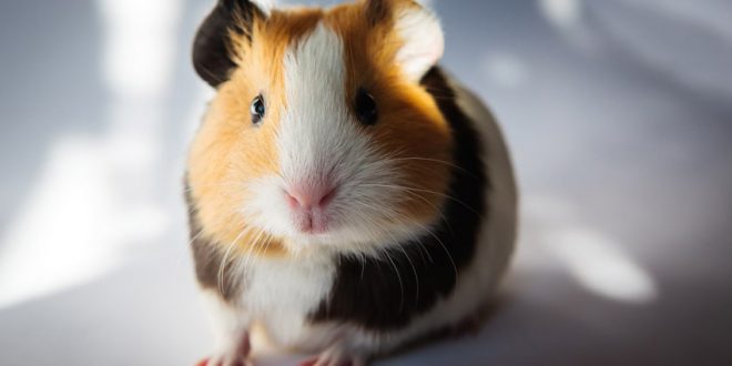 Qual é a Diferença entre Hamster e Porquinho da Índia? | Mundo Ecologia