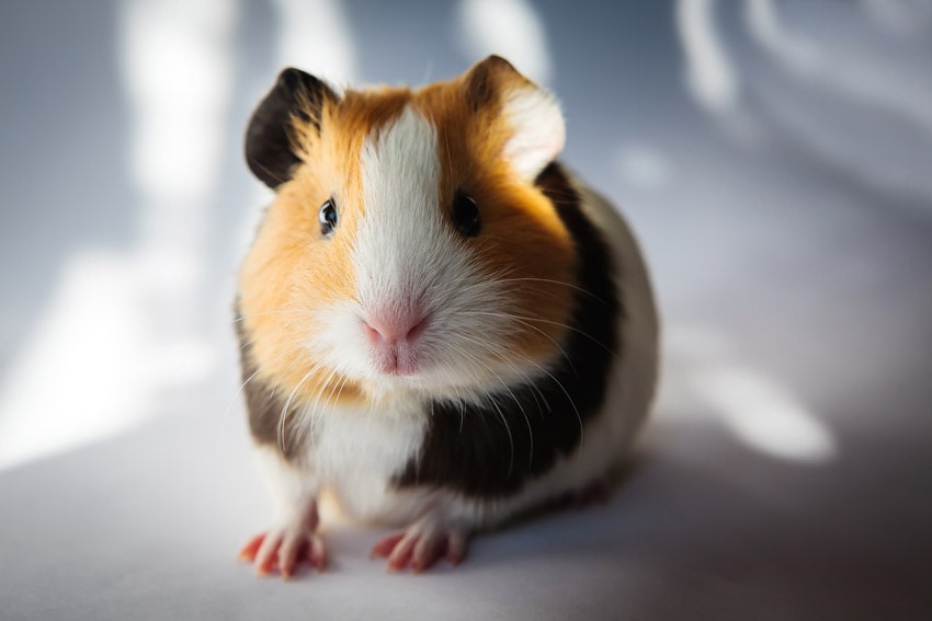 Qual é a Diferença entre Hamster e Porquinho da Índia?