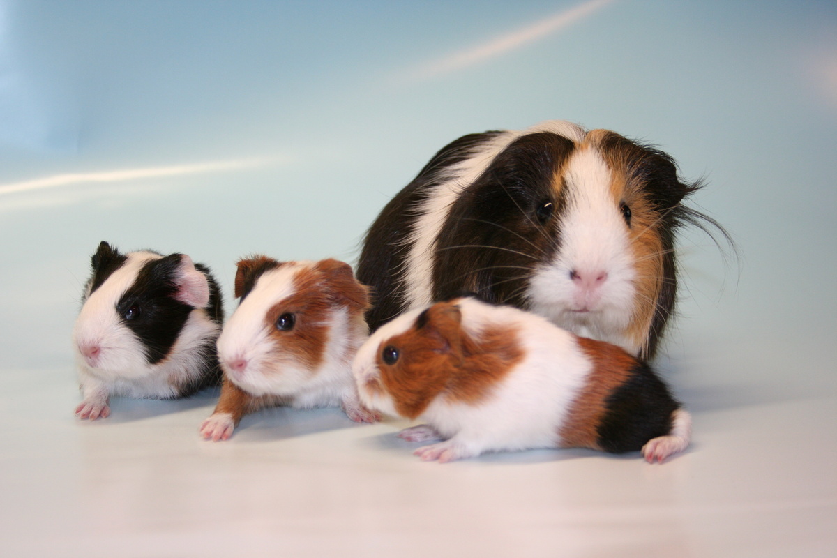 Porquinho da Índia Curiosidades e Fatos Interessantes Sobre o Animal