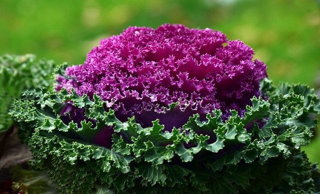 Repolho Ornamental