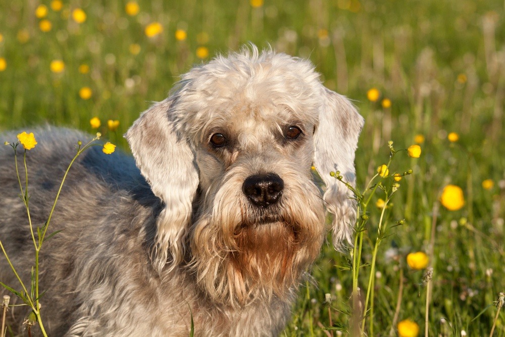 Rosto do Dandie Dinmont Terrier 