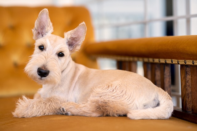 Terrier Escocês Branco
