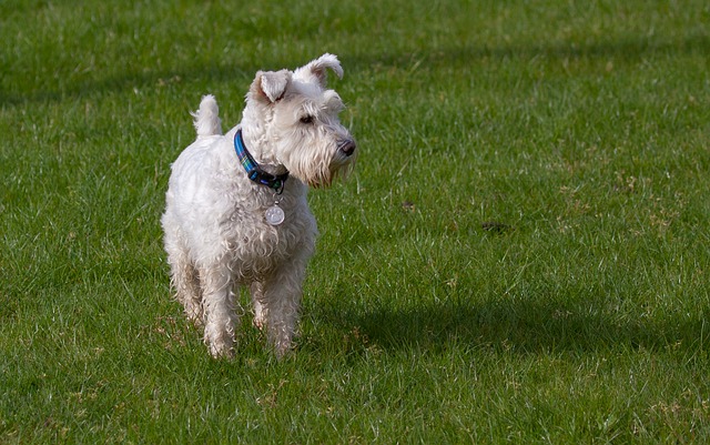 Terrier Escocês Branco na Grama 