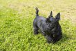 Historia do Terrier Escocês, Personalidade e Origem da Raça