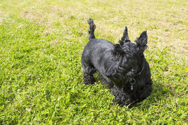 Terrier Escocês Preto na Grama 