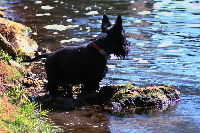 Terrier Escocês Preto no Lago