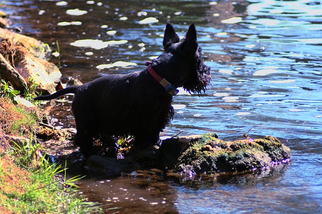 Terrier Escocês Preto no Lago 