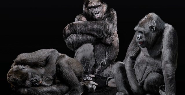 Qual a Diferença entre Gorila e Macaco?