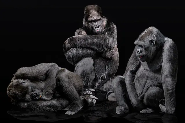 Três Gorilas 