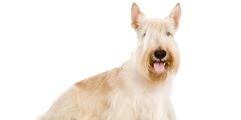 Terrier Escocês Branco