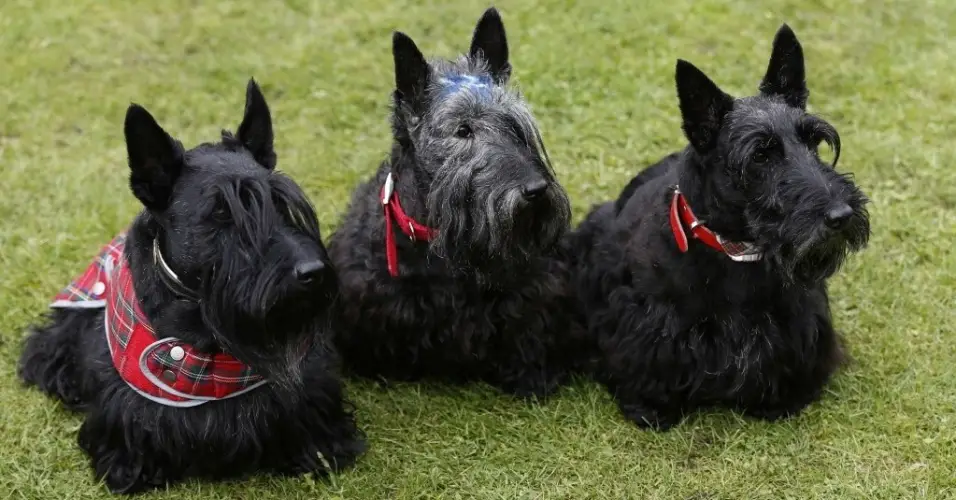 Três Terrier Escocês Pretos 