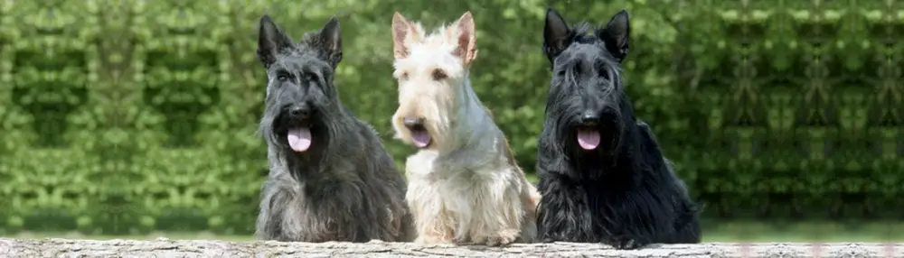 Três Terrier Escocês 