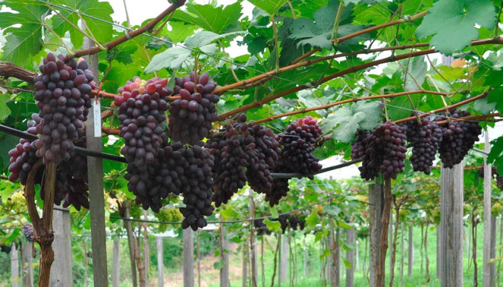 Videira com Uvas 