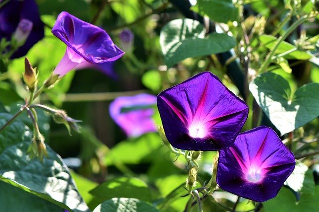 Violeta