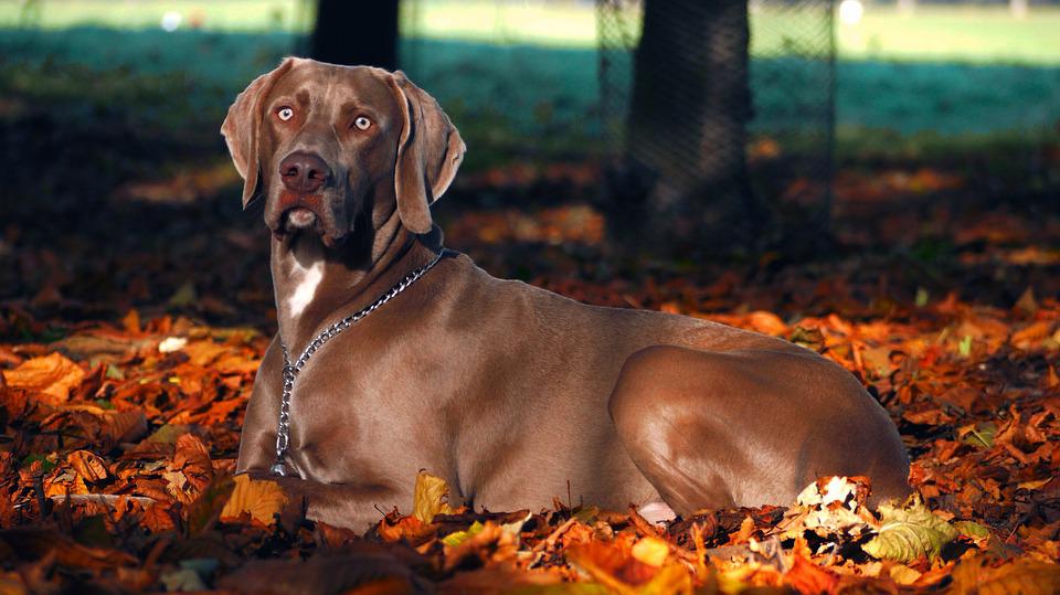 Weimaraner Sob Folhas