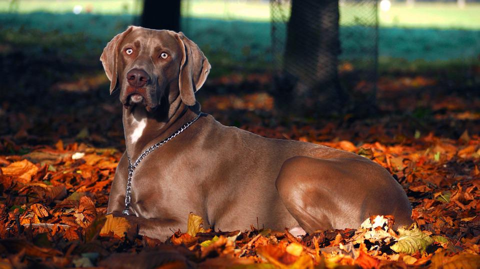 Weimaraner Sob Folhas 