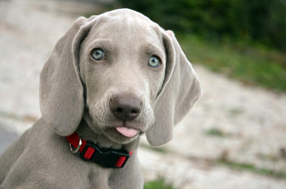 Weimaraner de Língua de Fora 