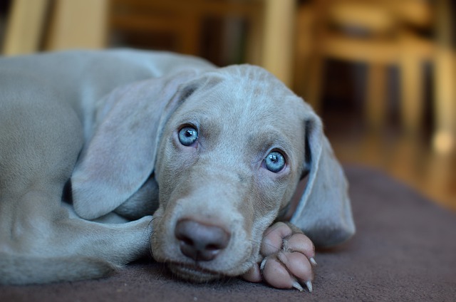 Weimaraner de Olhos Azuis