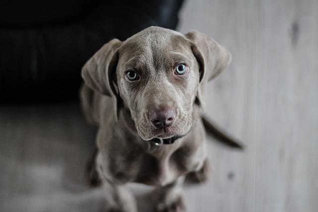 Weimaraner de Olhos Claros 